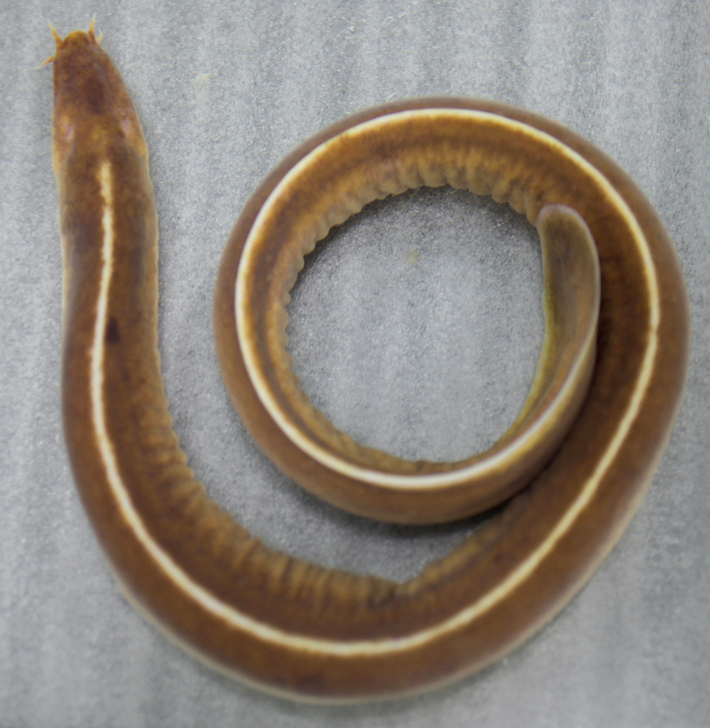 Eptatretus burgeri (Girard, 1855)